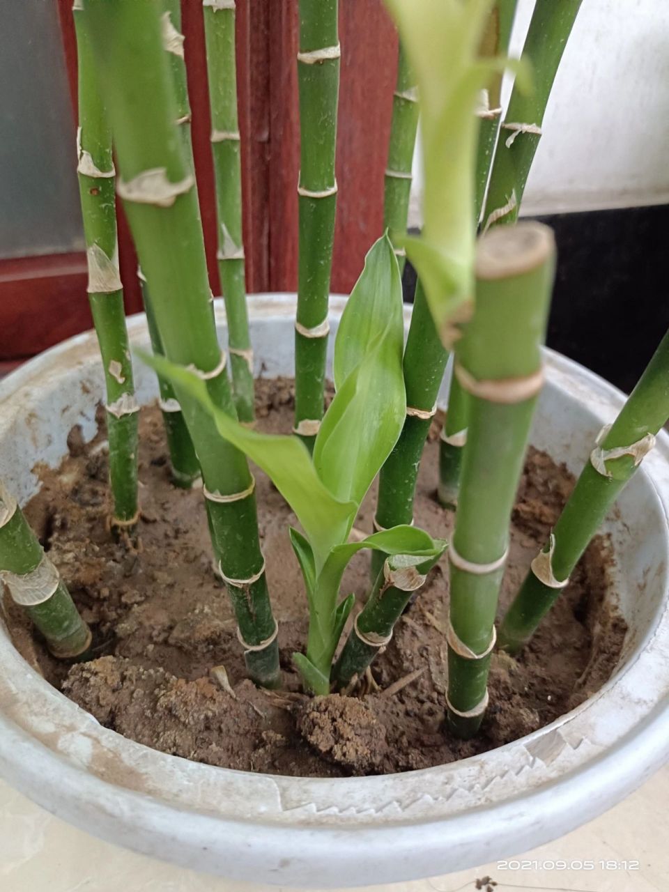 土培富贵竹,新叶子有点儿好看 准备水培的富贵竹,结果半死半活,试着插