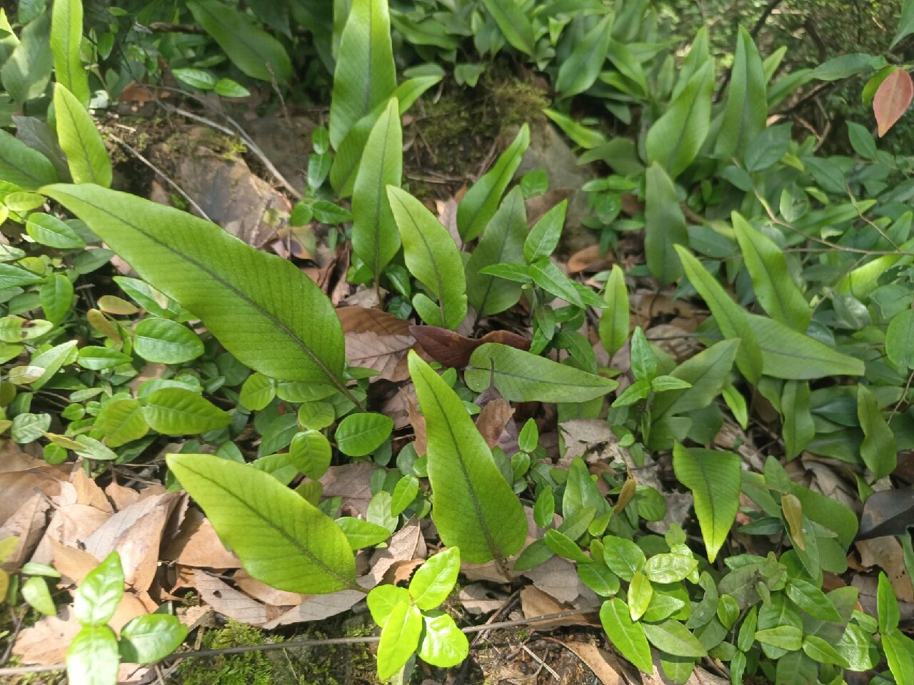 植物小科普～石韦 科:水龙骨科 特 征:中型附生蕨类植物 分 布