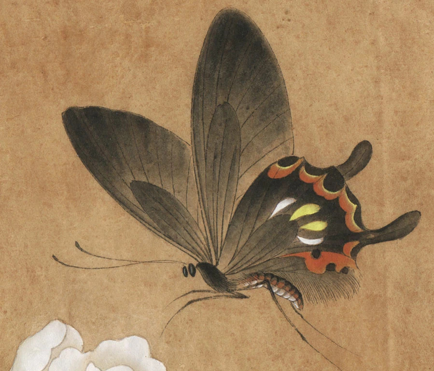 工笔《山茶蝴蝶图》教程 步骤一,山茶花头用淡墨勾勒,正叶浓墨勾勒,反