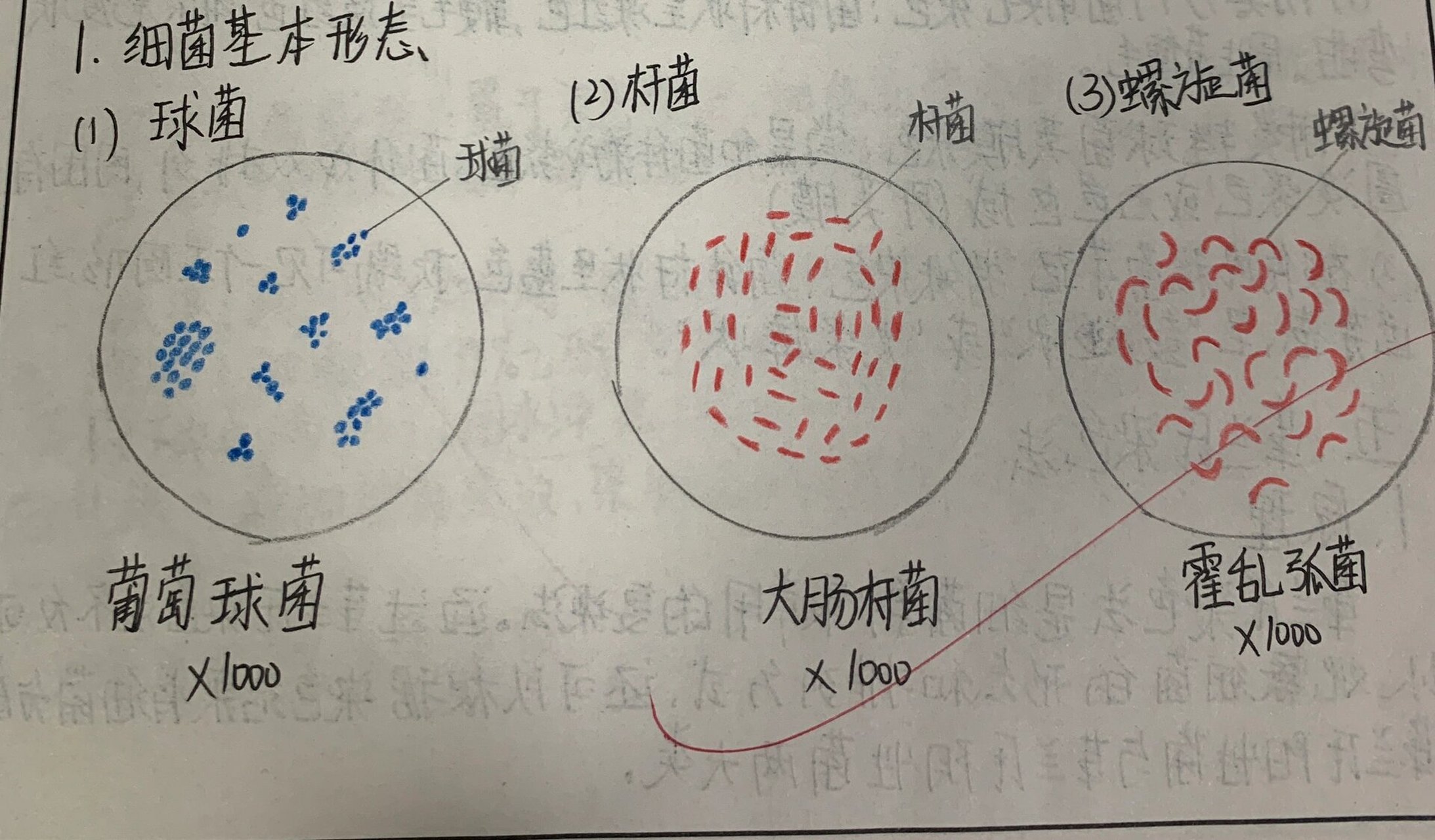 医学微生物学红蓝铅笔绘图