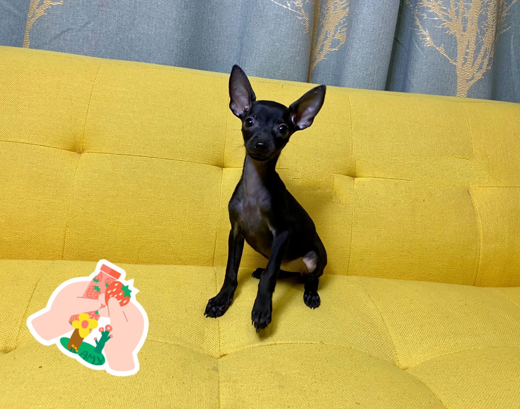 纯黑色小体小鹿犬