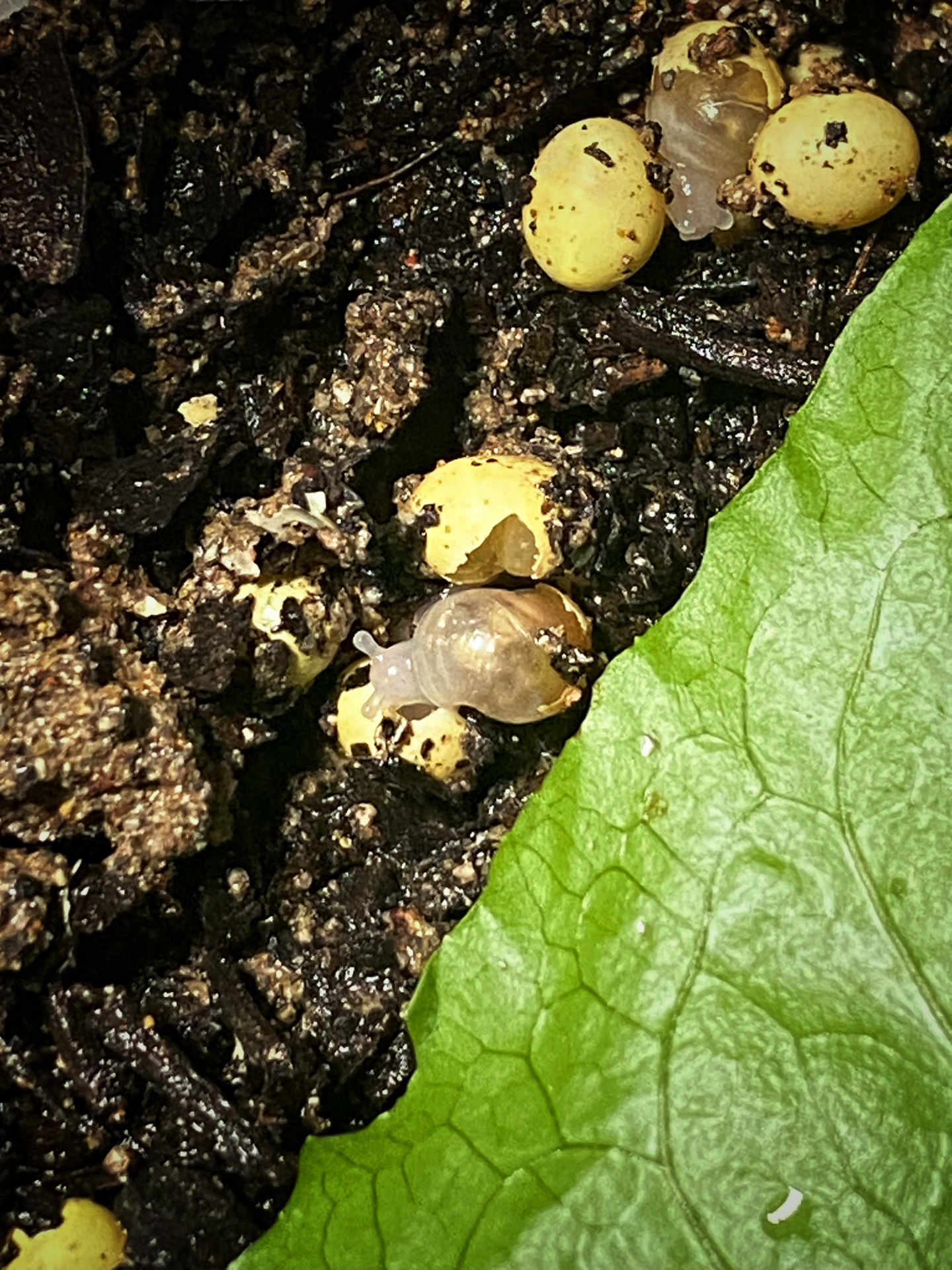 🐣 22年12月30日出生的一大波蜗牛蛋 从昨天起就陆续开始破壳而出了