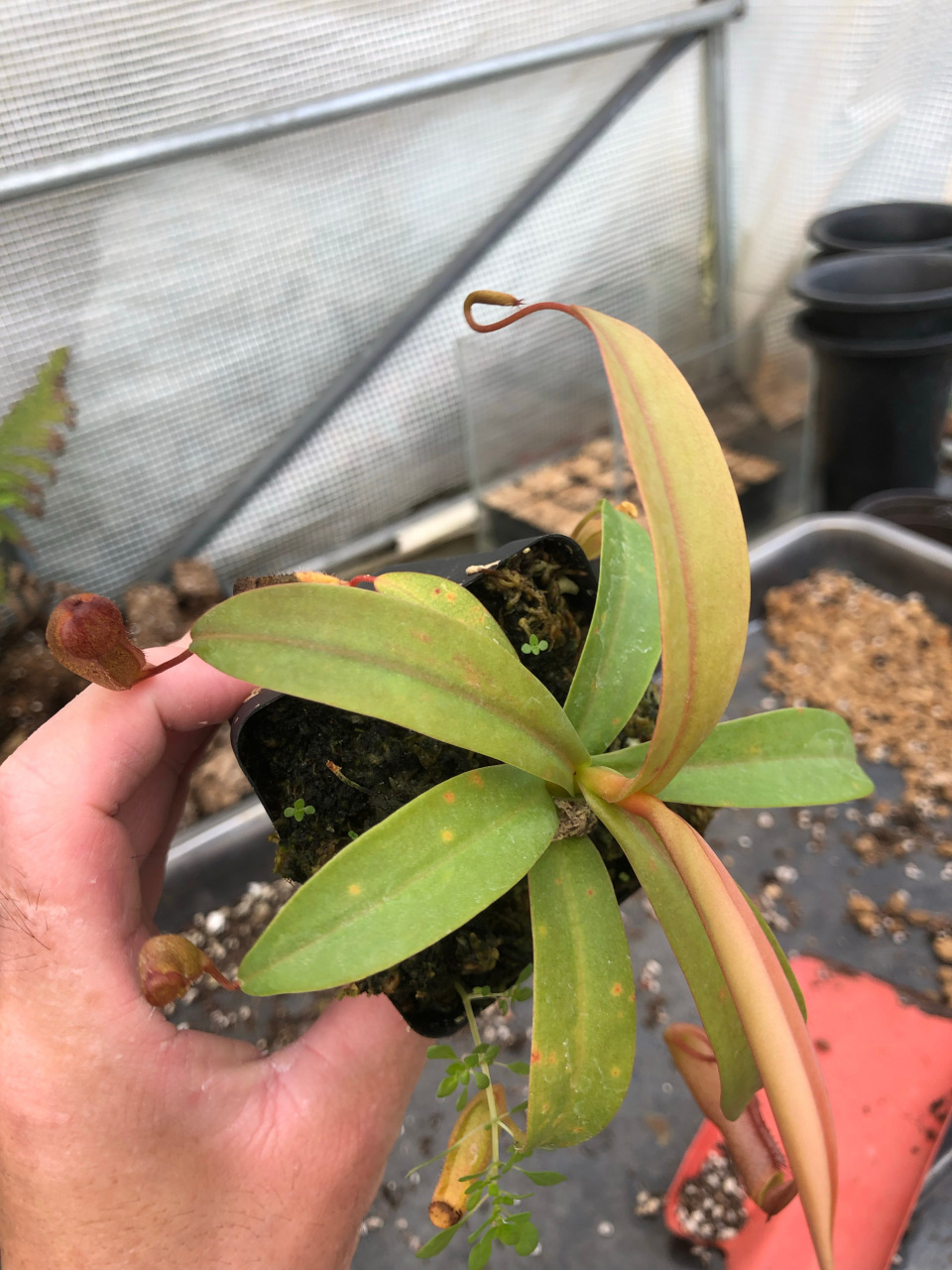 猪笼草的花语:猪笼入水 代代平安 而图片里的红灯猪笼草是最耐寒的