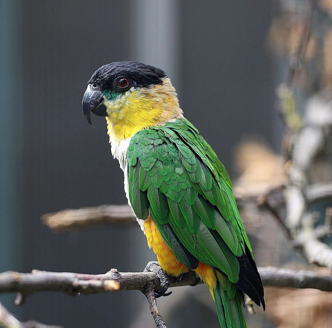 黑头凯克鹦鹉 又名:黑顶鹦鹉,黑头鹦鹉 	 尺寸: 23厘米(9英寸) 重量