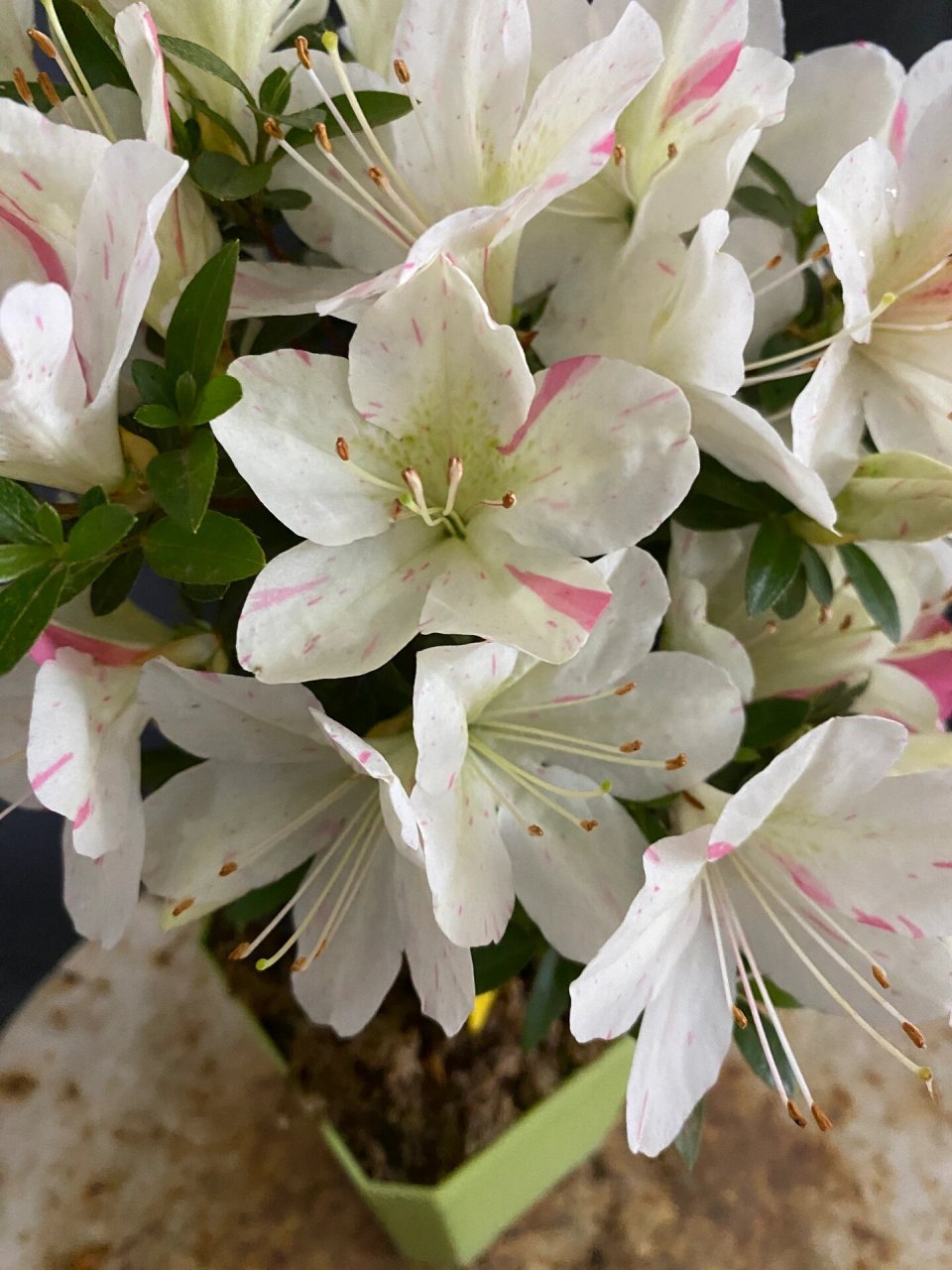 皋月杜鹃:明美之月