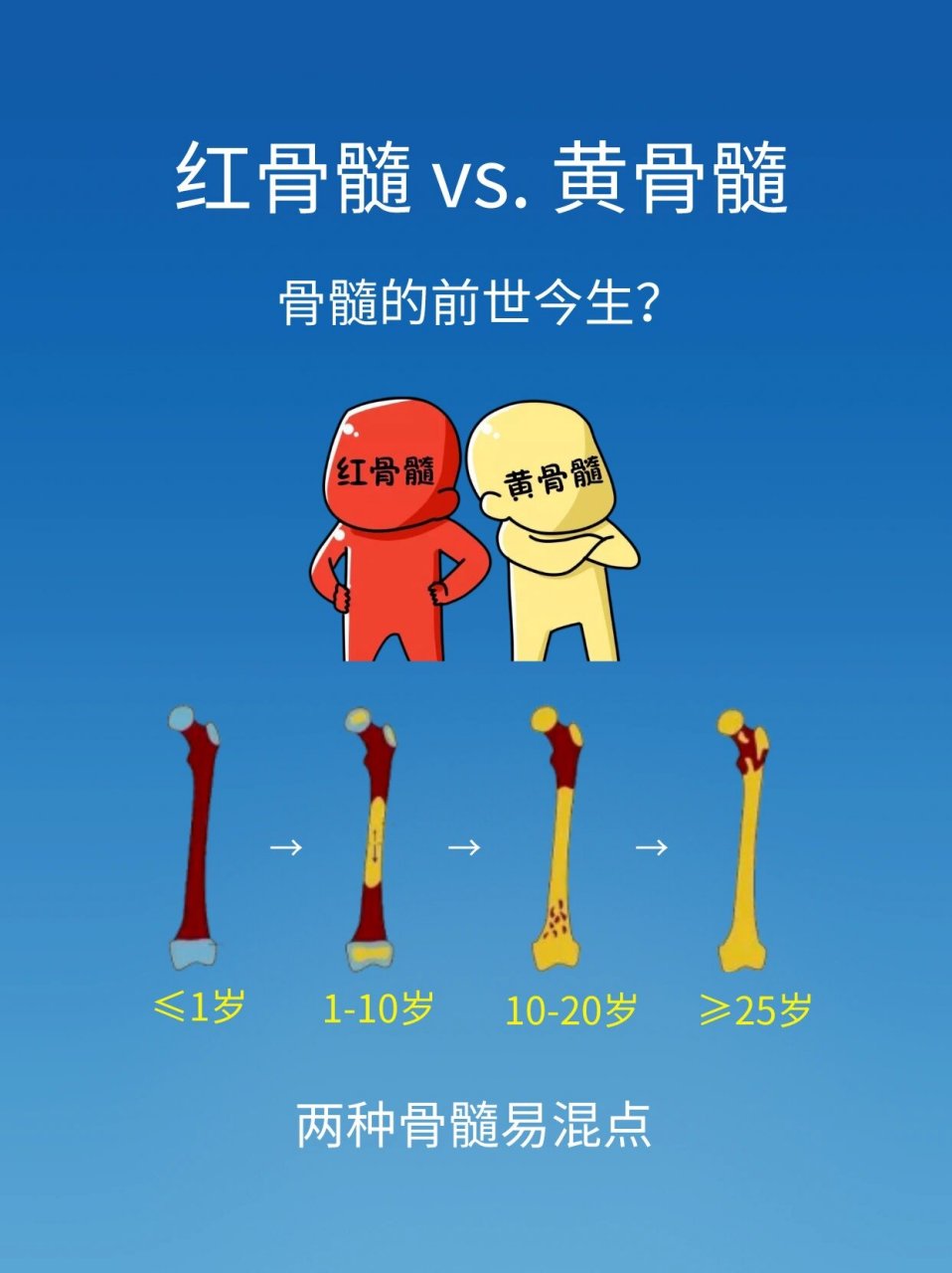 解剖学|红骨髓和黄骨髓 今天看到刘安琪老师一句话,我还挺有感触,"