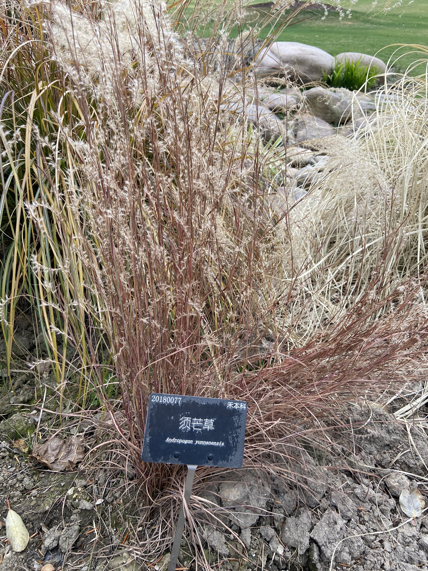 冬季的观赏草 你认得几种75157515 摄于2020.12.