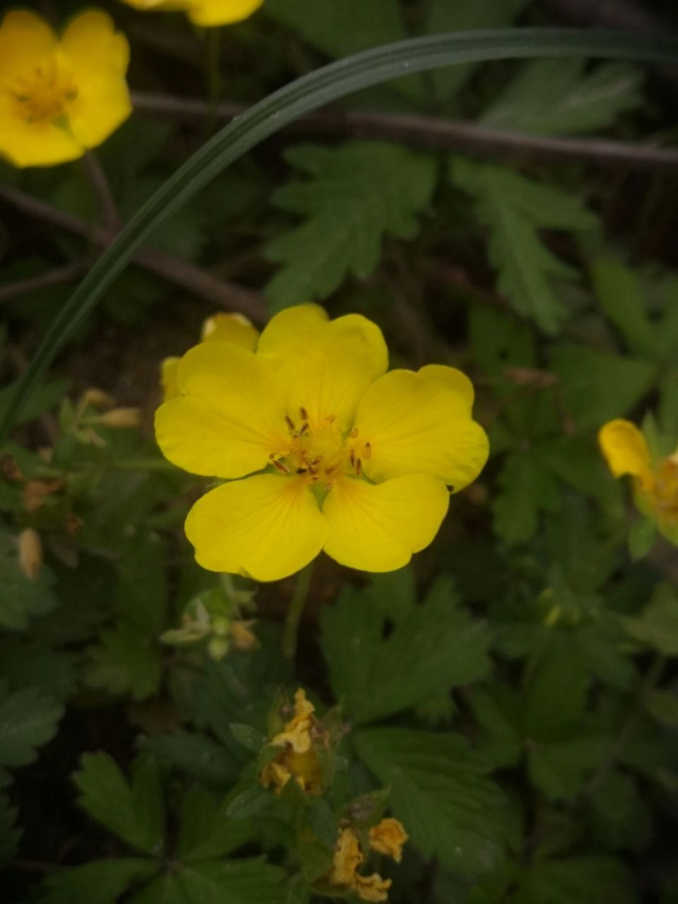 识百花(十三)绢毛匍匐委陵菜 别名:五爪龙 生长:山坡,草地,路旁 药用