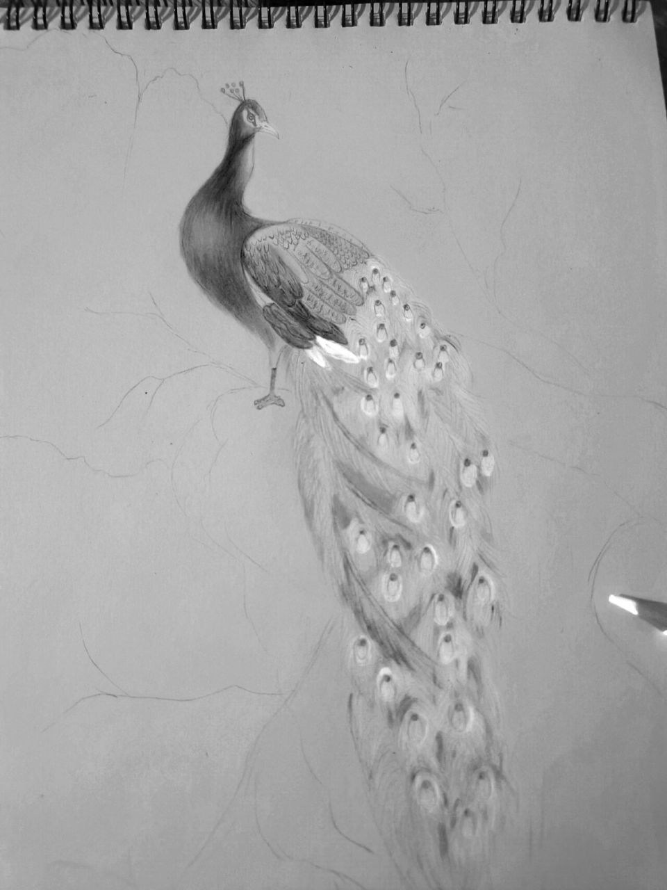 素描孔雀 画画的日常