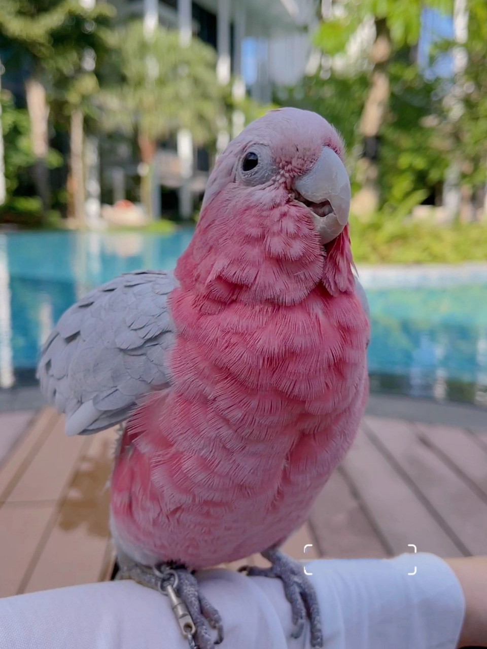 小可爱火了呀 谢谢大家的喜爱06 放一组粉红巴丹的美照～ 	 (坐标