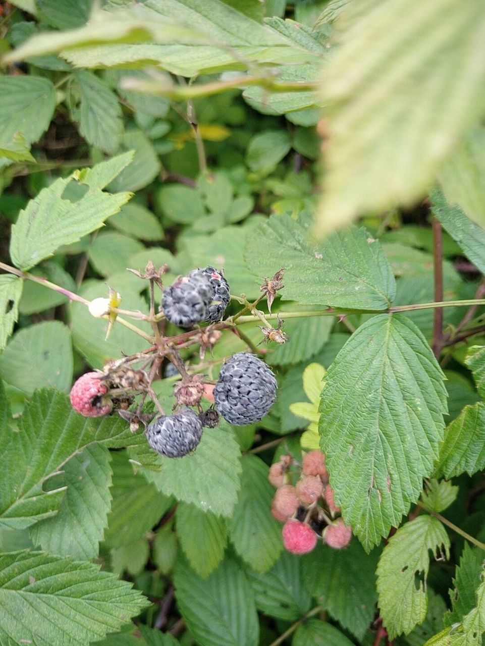 野生黑刺莓!