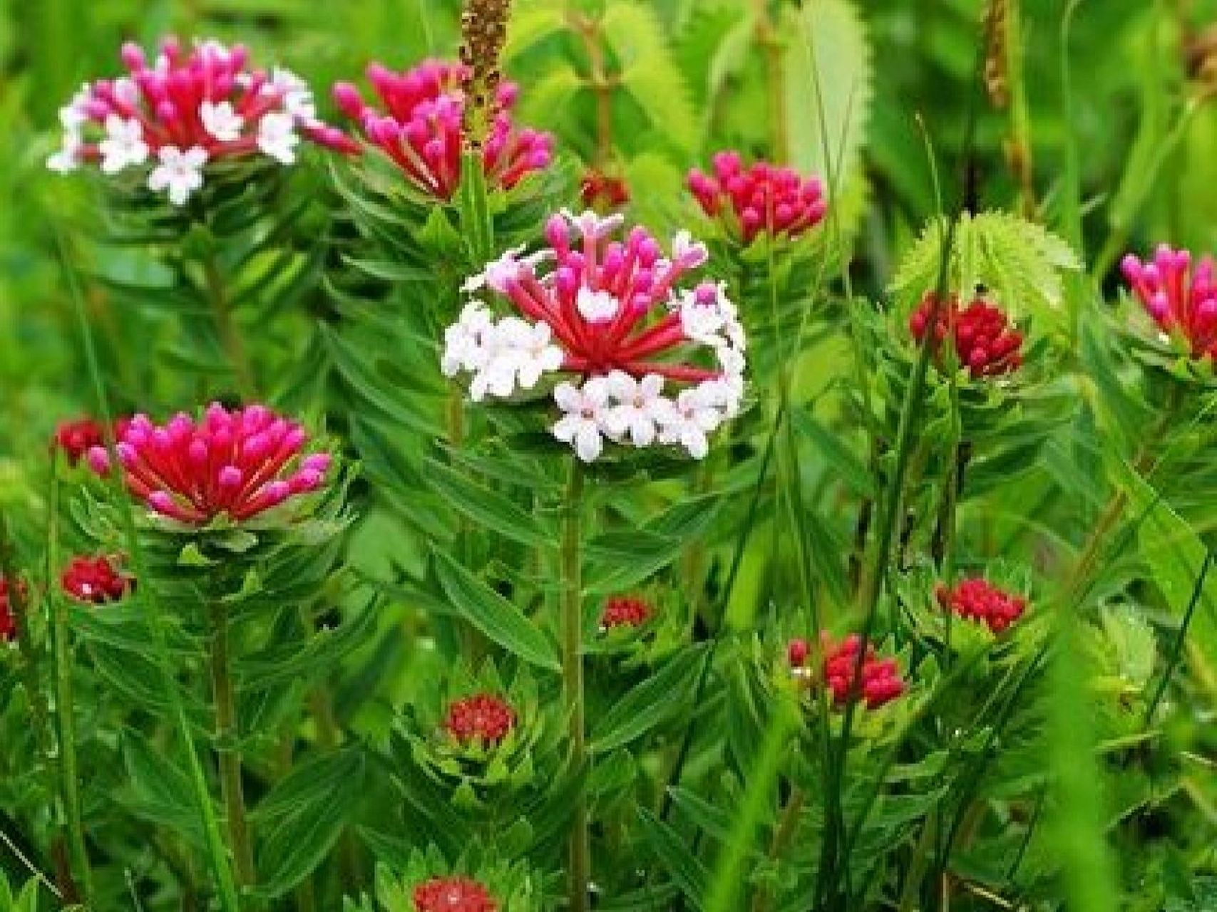 狼毒花别名:续毒,川狼毒   拉丁学名:stellera chamaejasme linn 别名