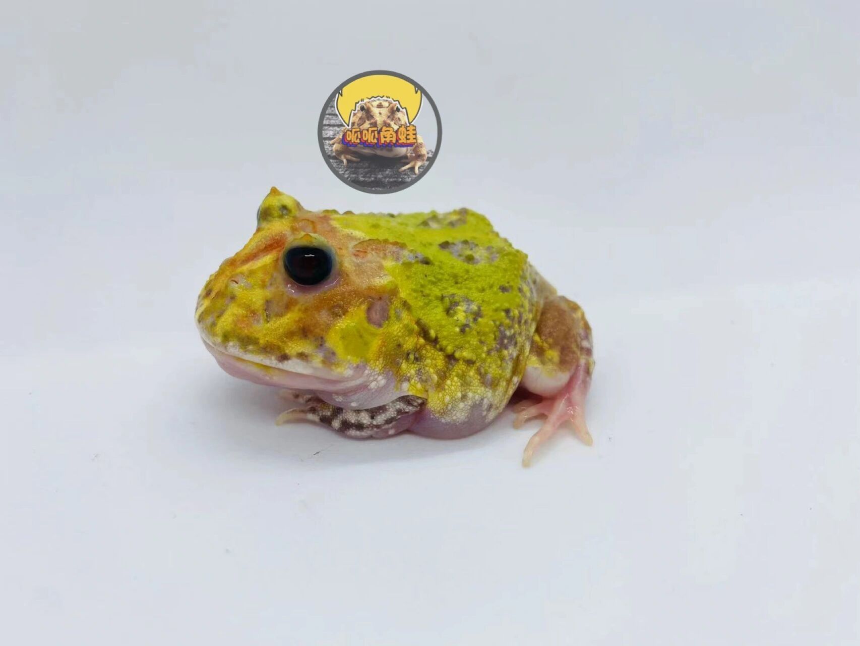 教你如何区分变异角蛙 本帖只阐述和分享本人几年来养蛙经验,勿杠,蛙