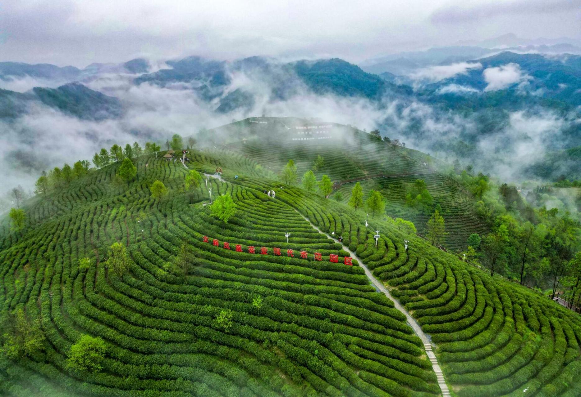 安康平利蒋家坪茶园