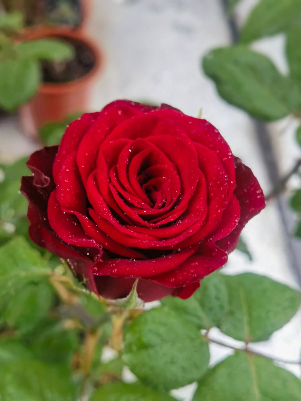 高原红 高原红月季