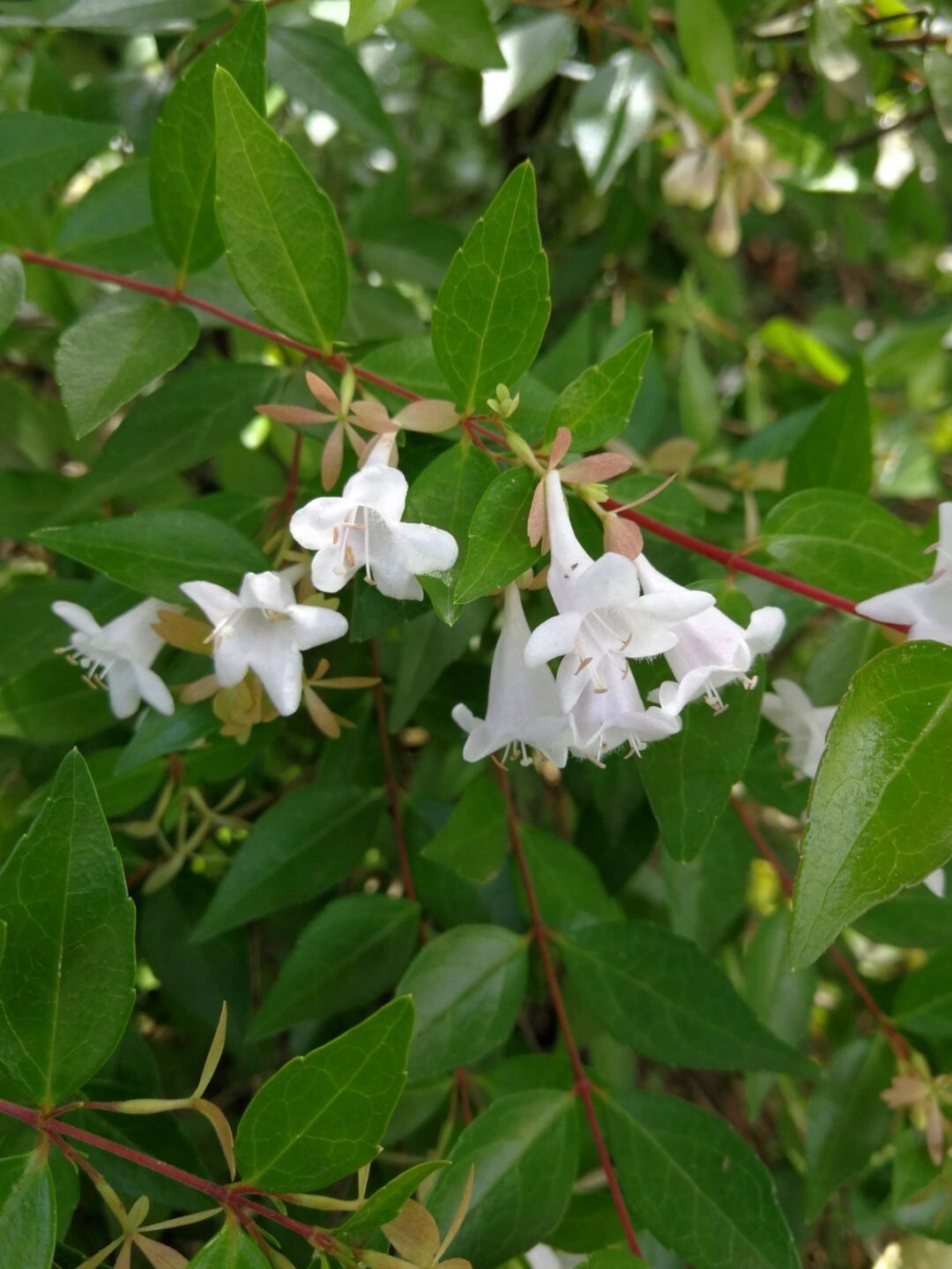 六道紫阳花图片