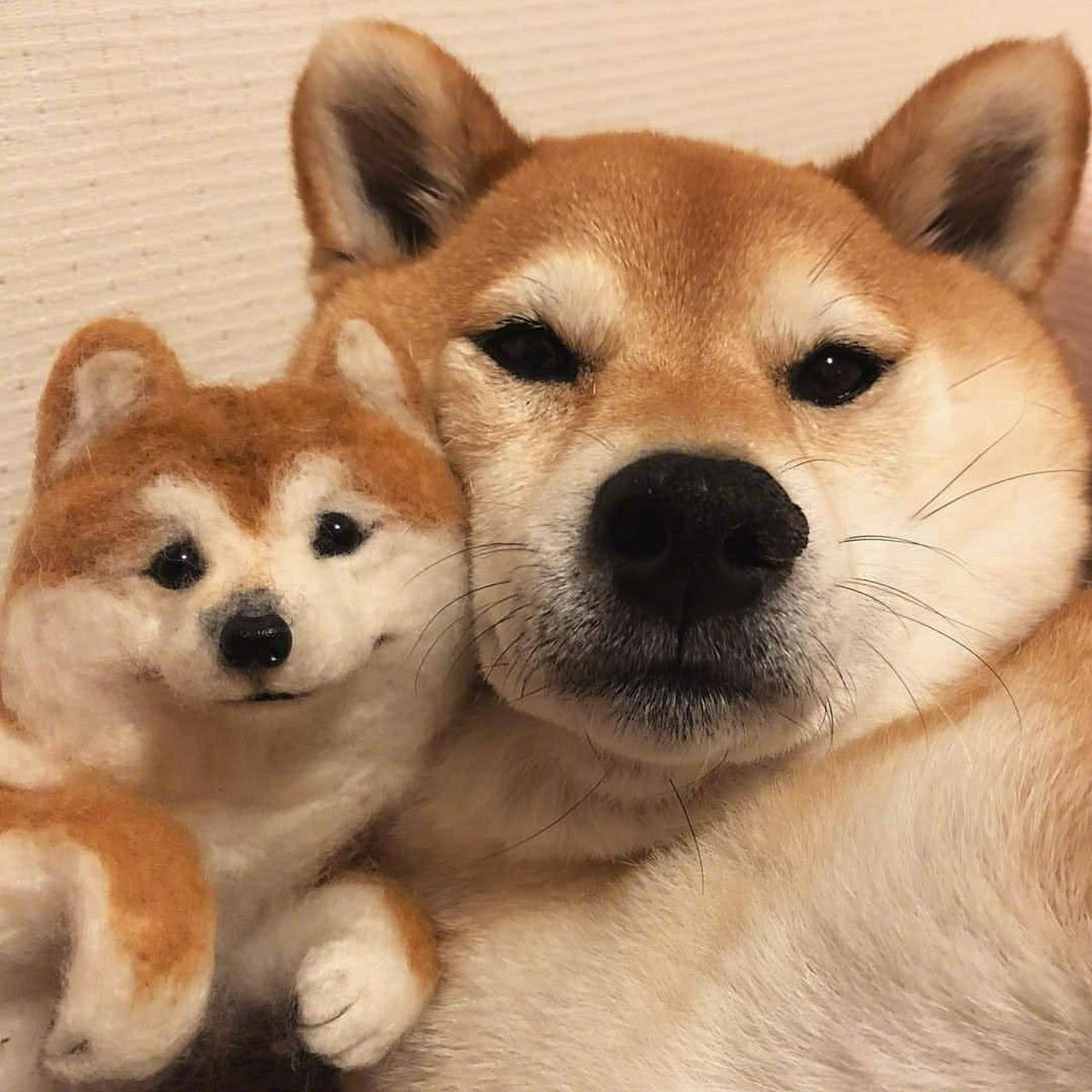 96头像分享/搞怪可爱/狗狗头像 96一组超好看的狗狗图片吖,每一张