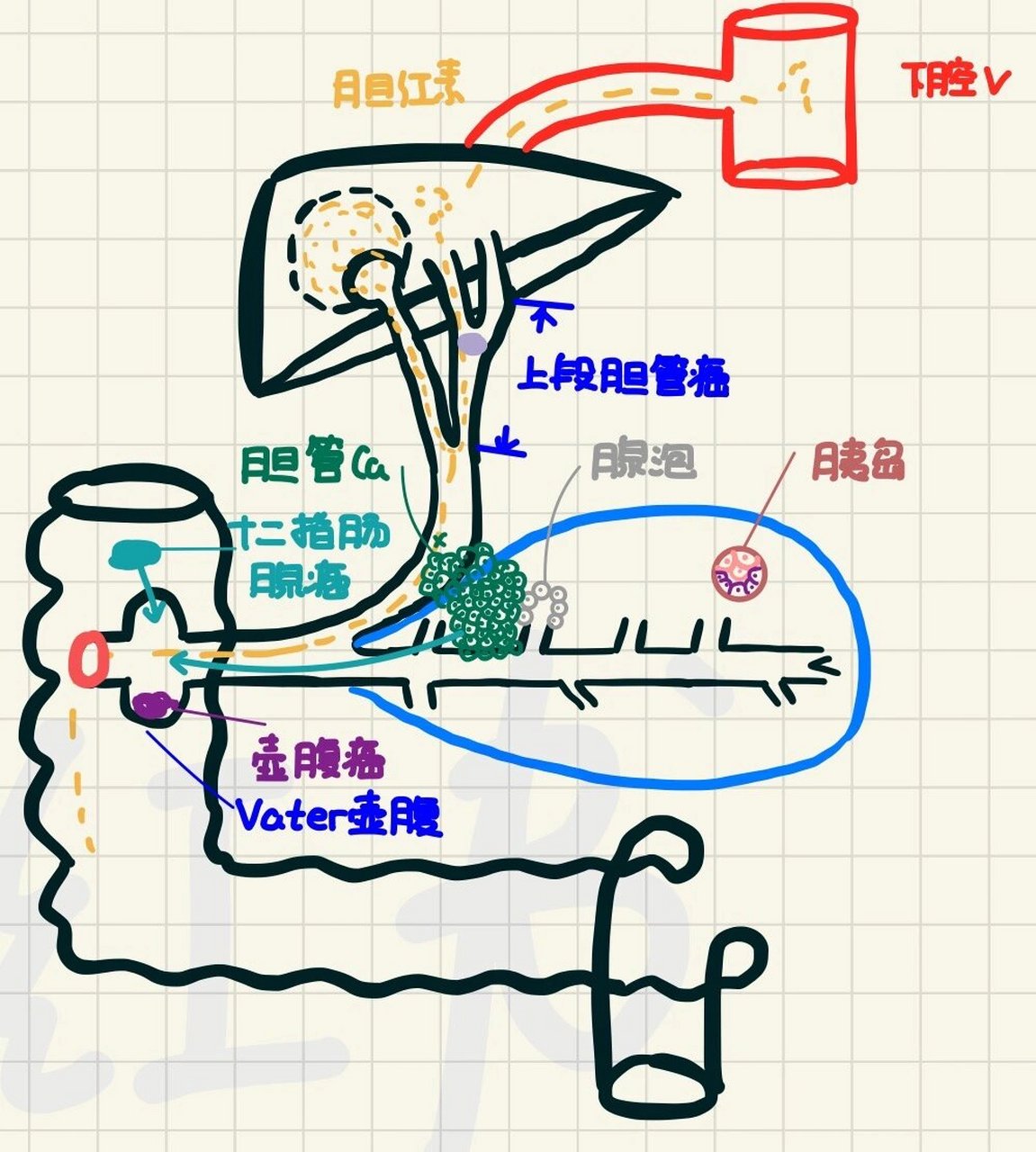 胰腺腺泡结构图图片