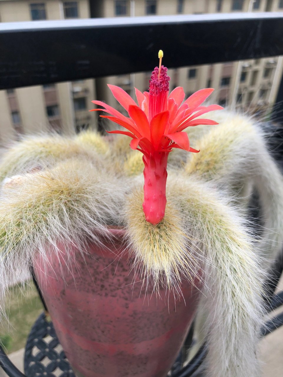 怎么能让九尾狐开花? 多晒太阳,也可以用点磷酸二氢钾水浇灌.