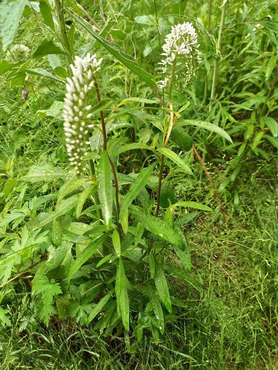 别名:狼尾巴花,野鸡脸,珍珠菜 花语:自我陶醉,自我放纵 茎很直,总状