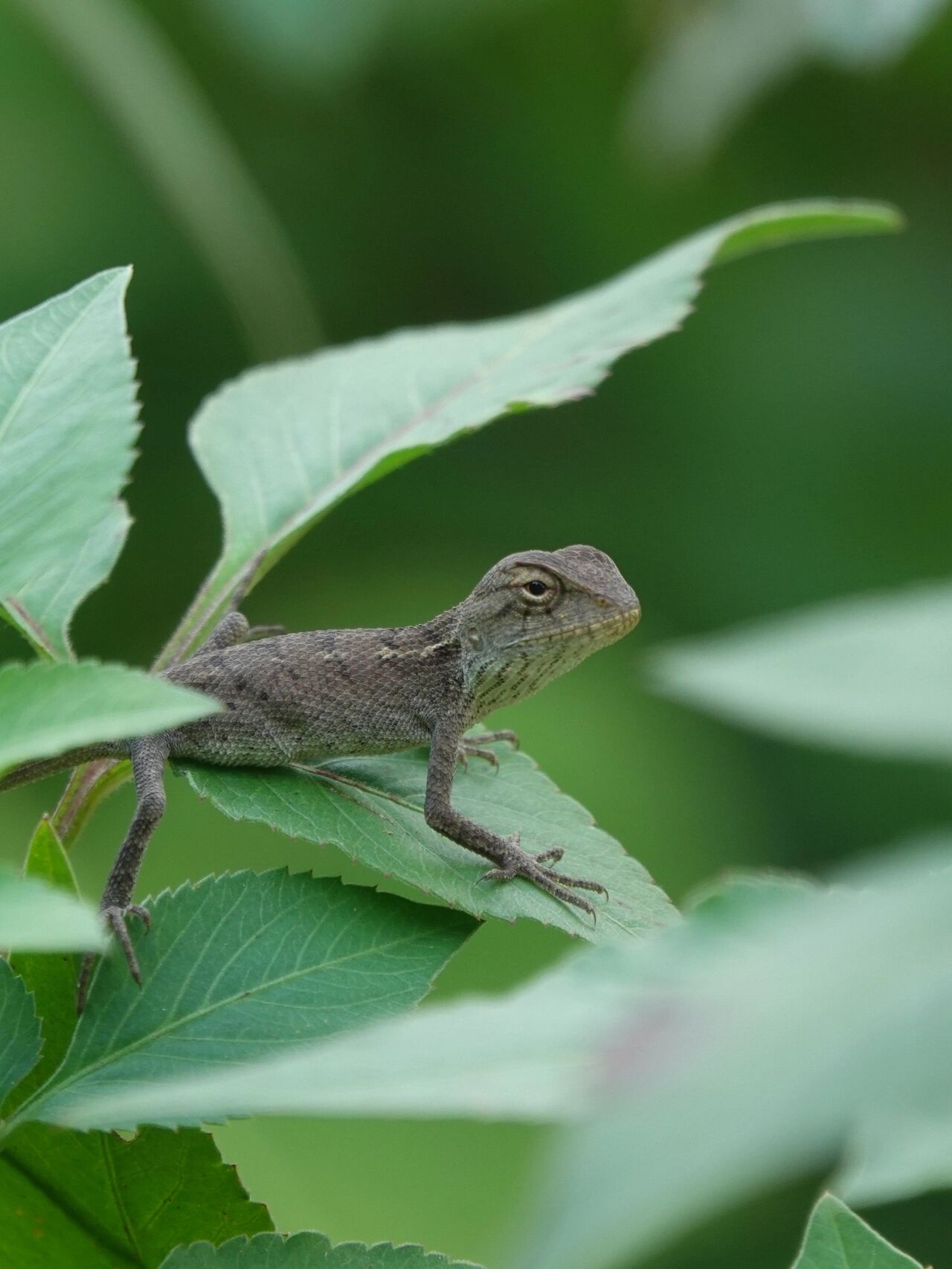 变色树蜥,东方的变色龙