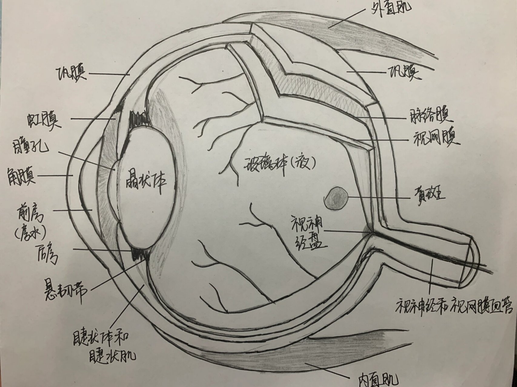 眼球解剖图 你猜医学生的作业都是些什么(๑•̌.