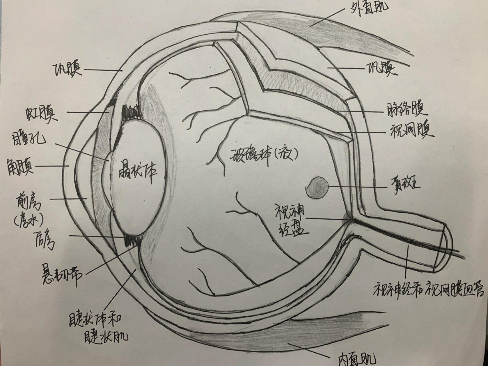 眼球的结构示意图简笔图片