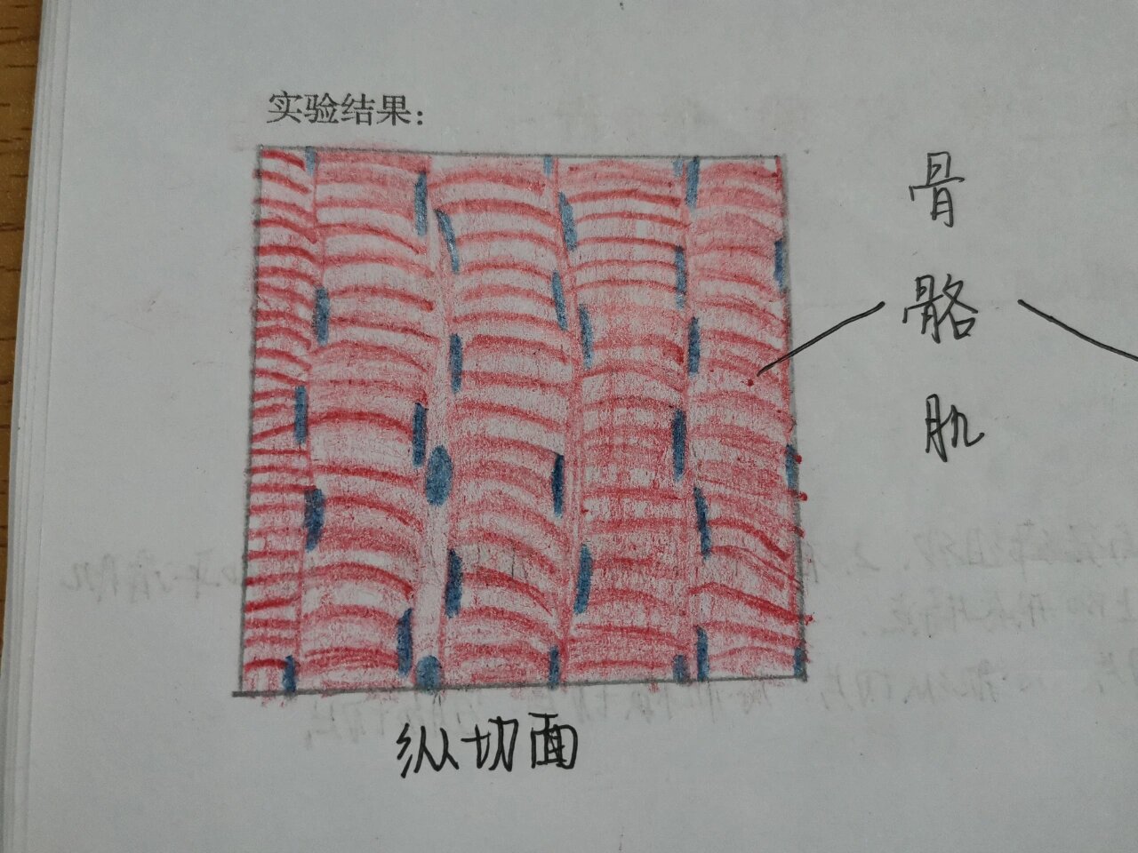 组胚肌组织绘图