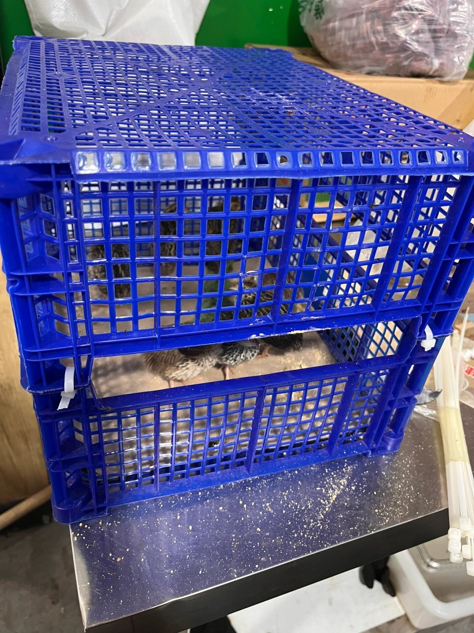 别人自制的鹌鹑笼子 这个是邻居自制的鹌鹑笼子一分钱没花 挺好的