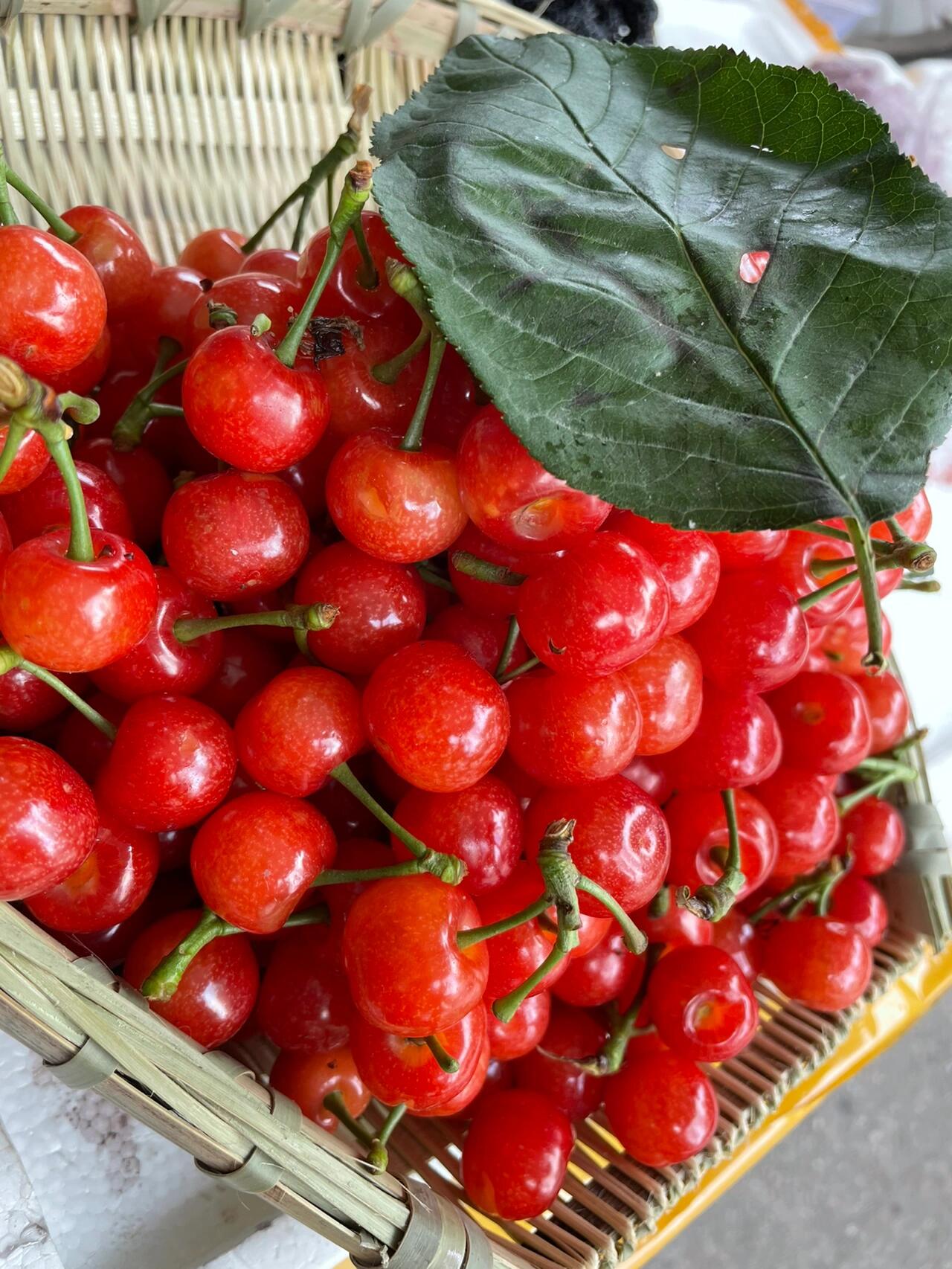 本四川人最爱的水果,土樱桃,4月中旬上市