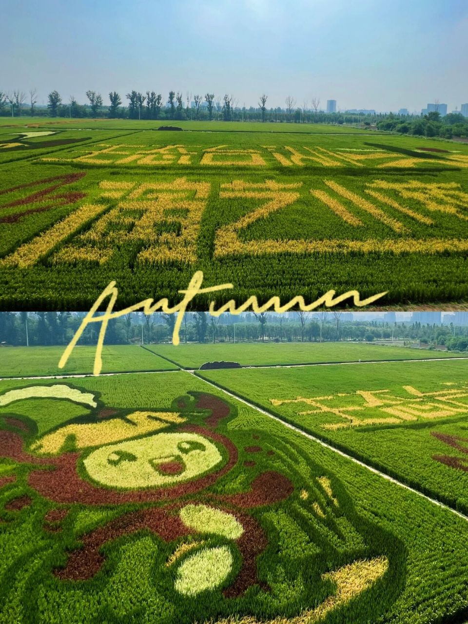 首发7515北京独一处的稻田画,太壮观太美啦6015 你见过大片的