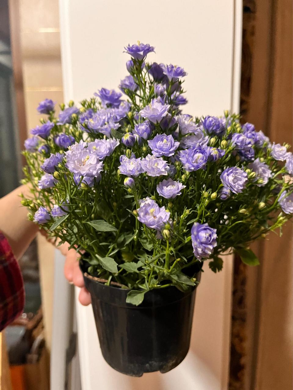 丹麦风铃花|浓郁北欧风 9996丹麦风铃花,又名"梦露",原产于南欧