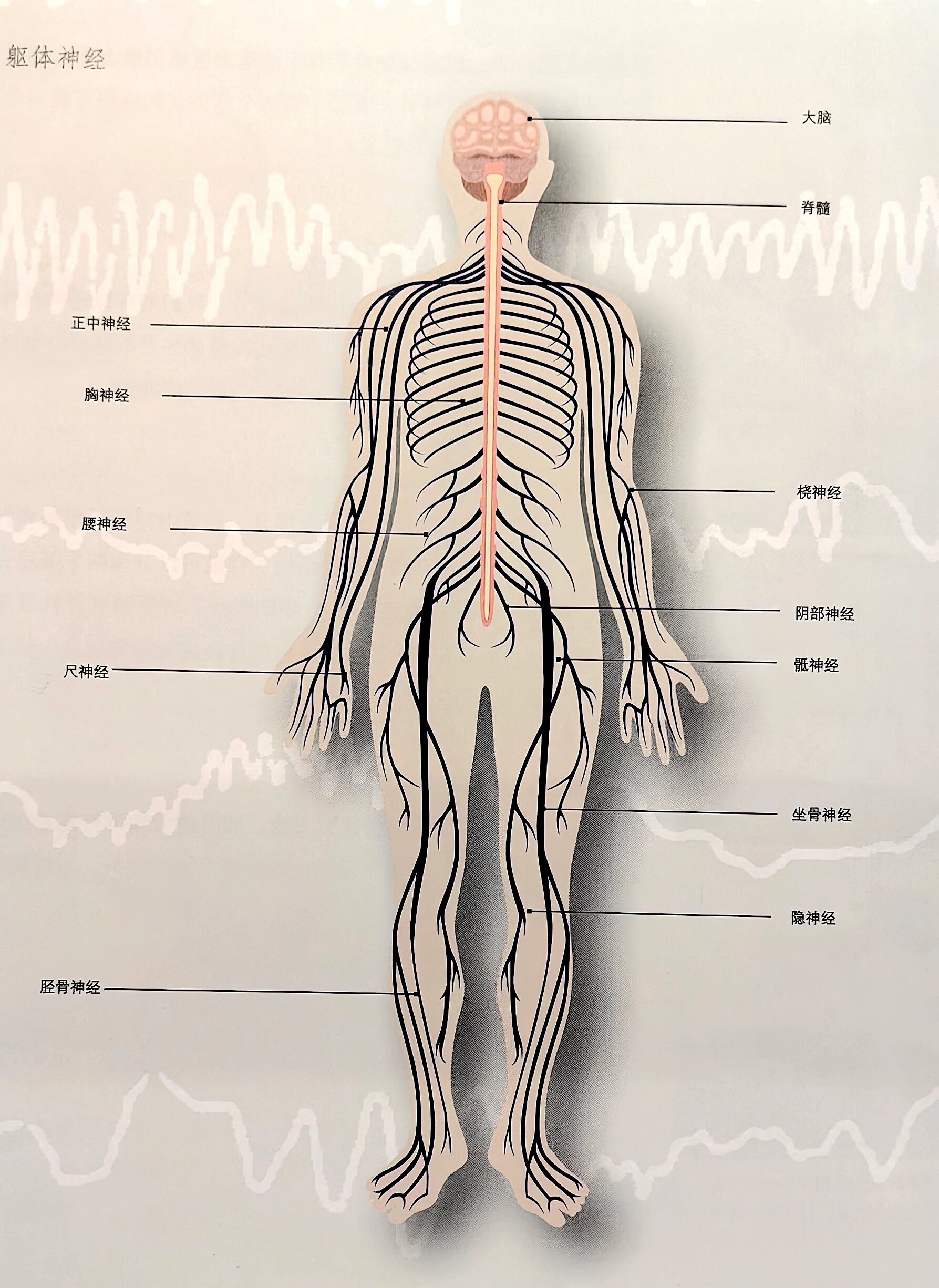 人体神经线路图图片