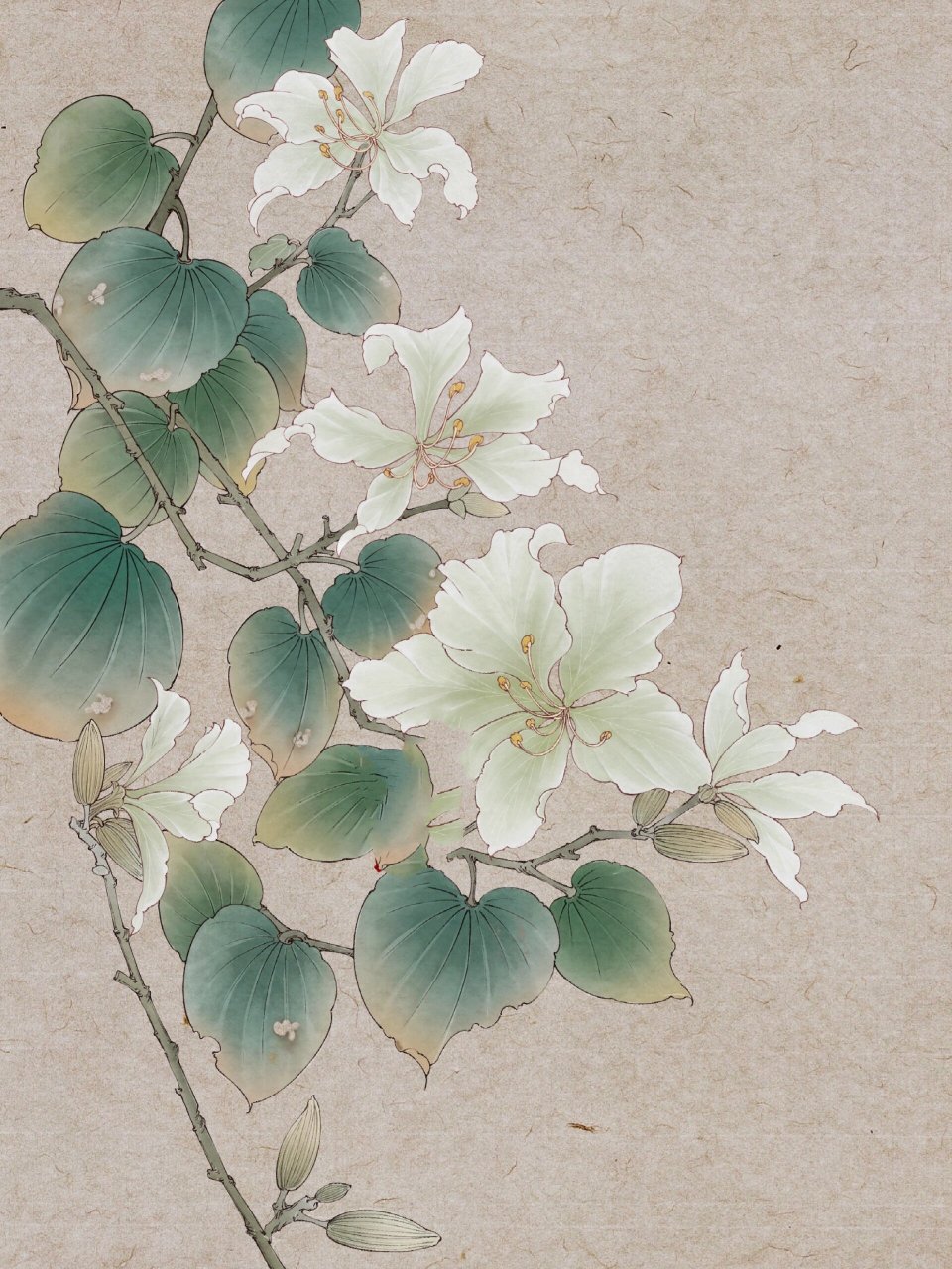 紫荆花水粉画图片