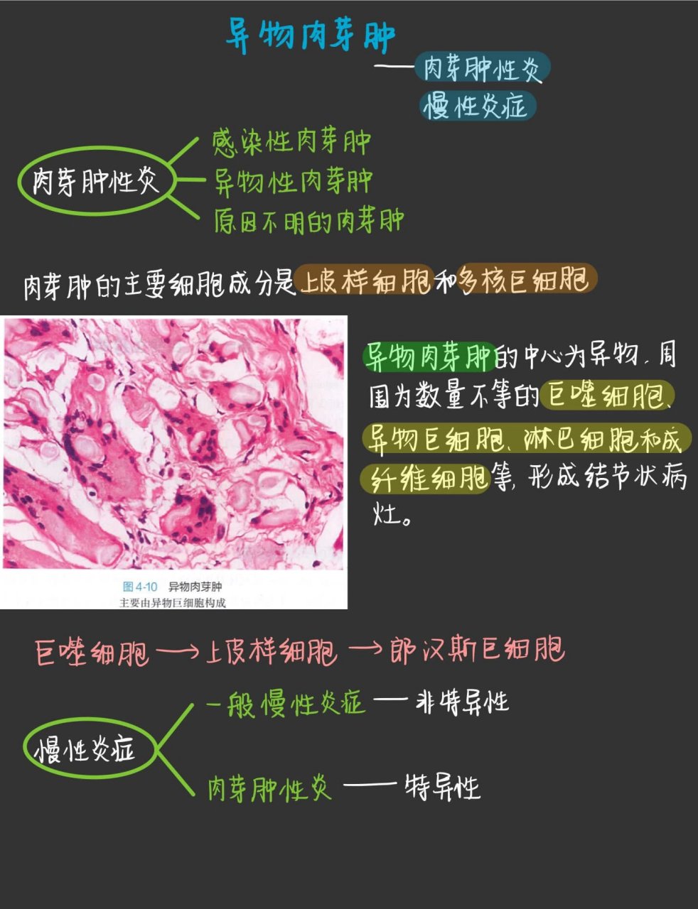 肉芽肿切片手绘图图片