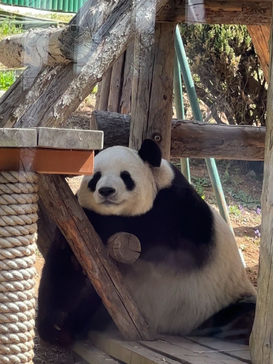 给ee们送上飞云宝宝萌照!