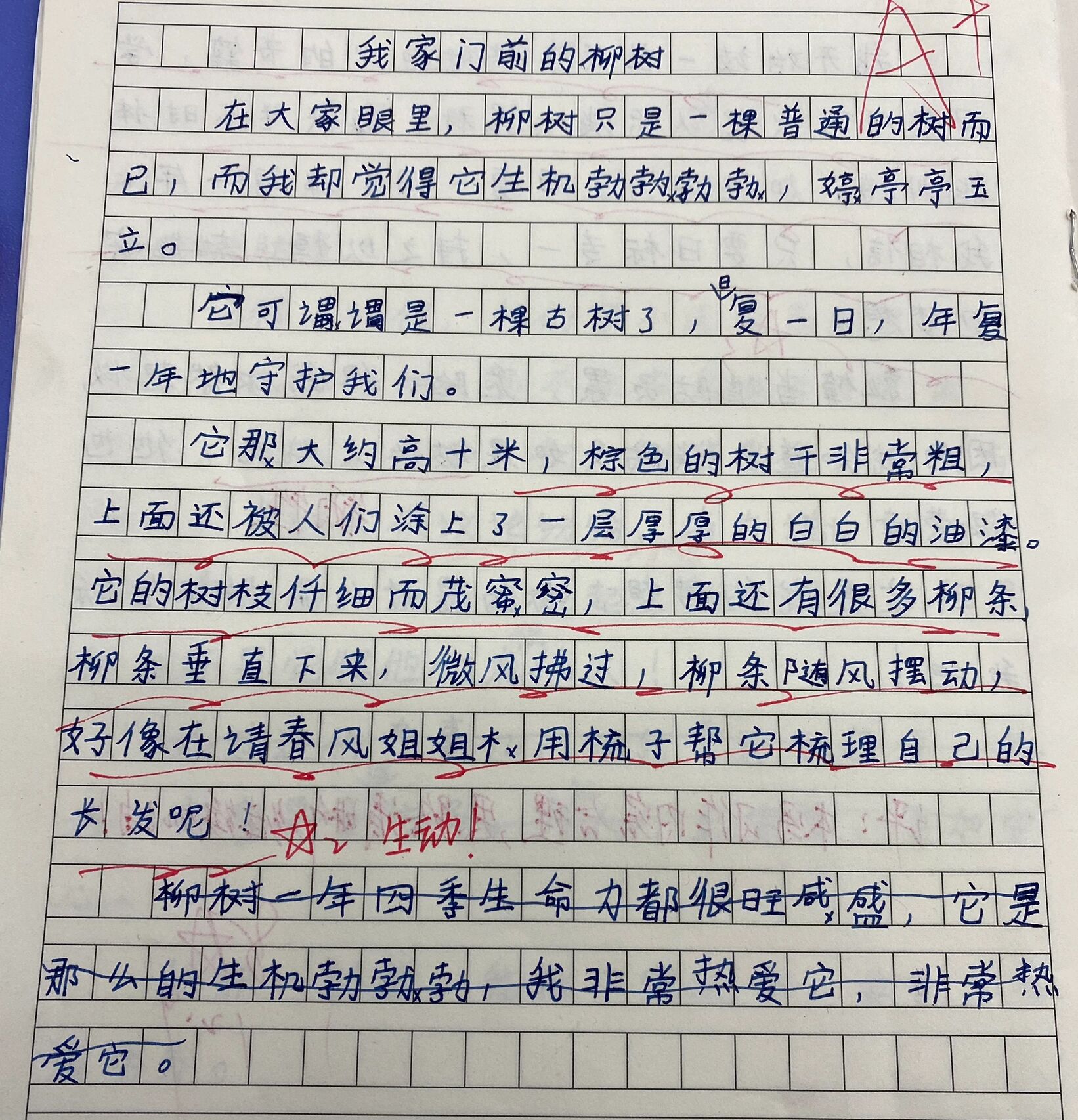 柳树的描写柳树的样子图片