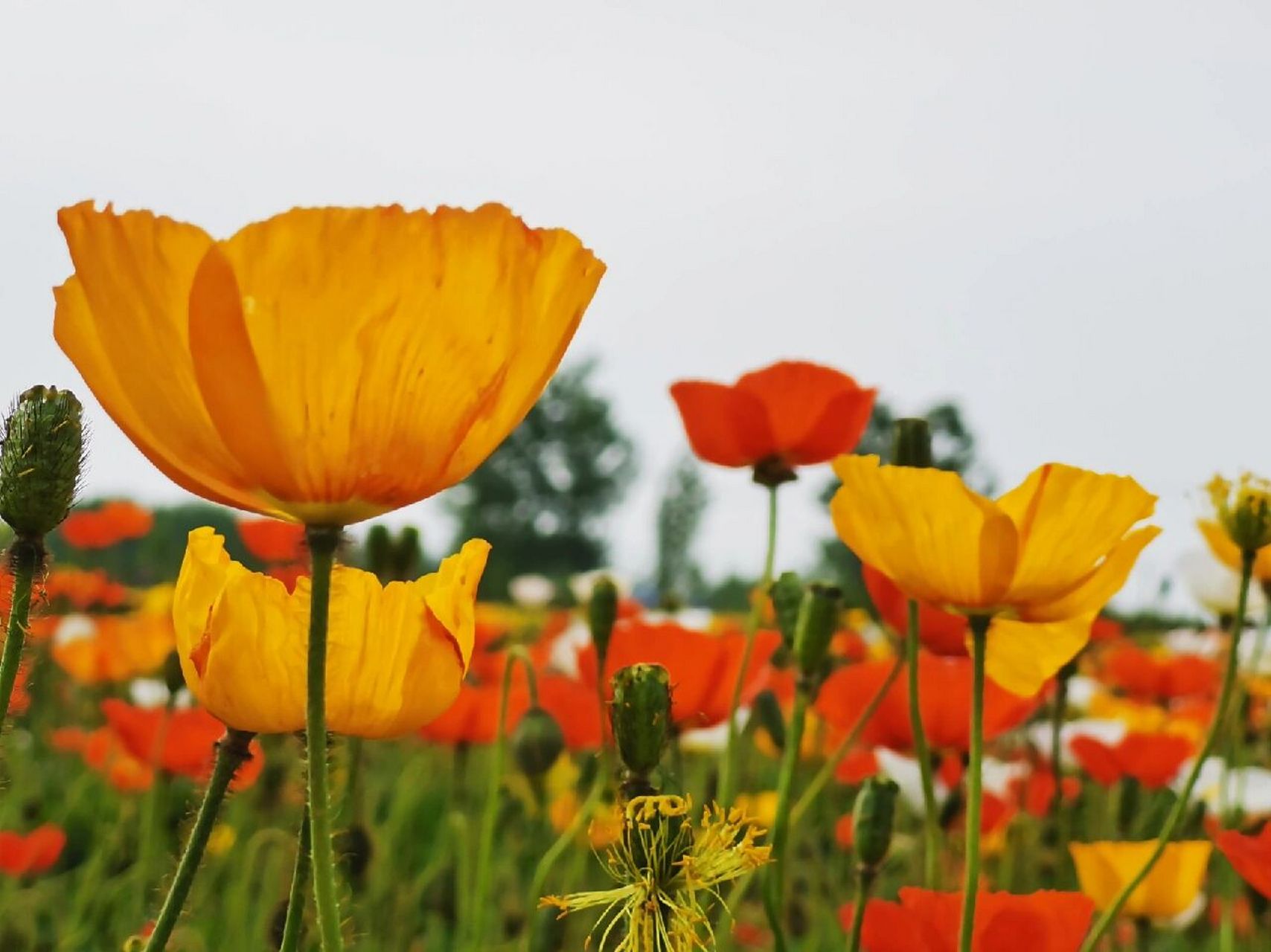 宿州市符离清水西山花海景区虞美人盛开