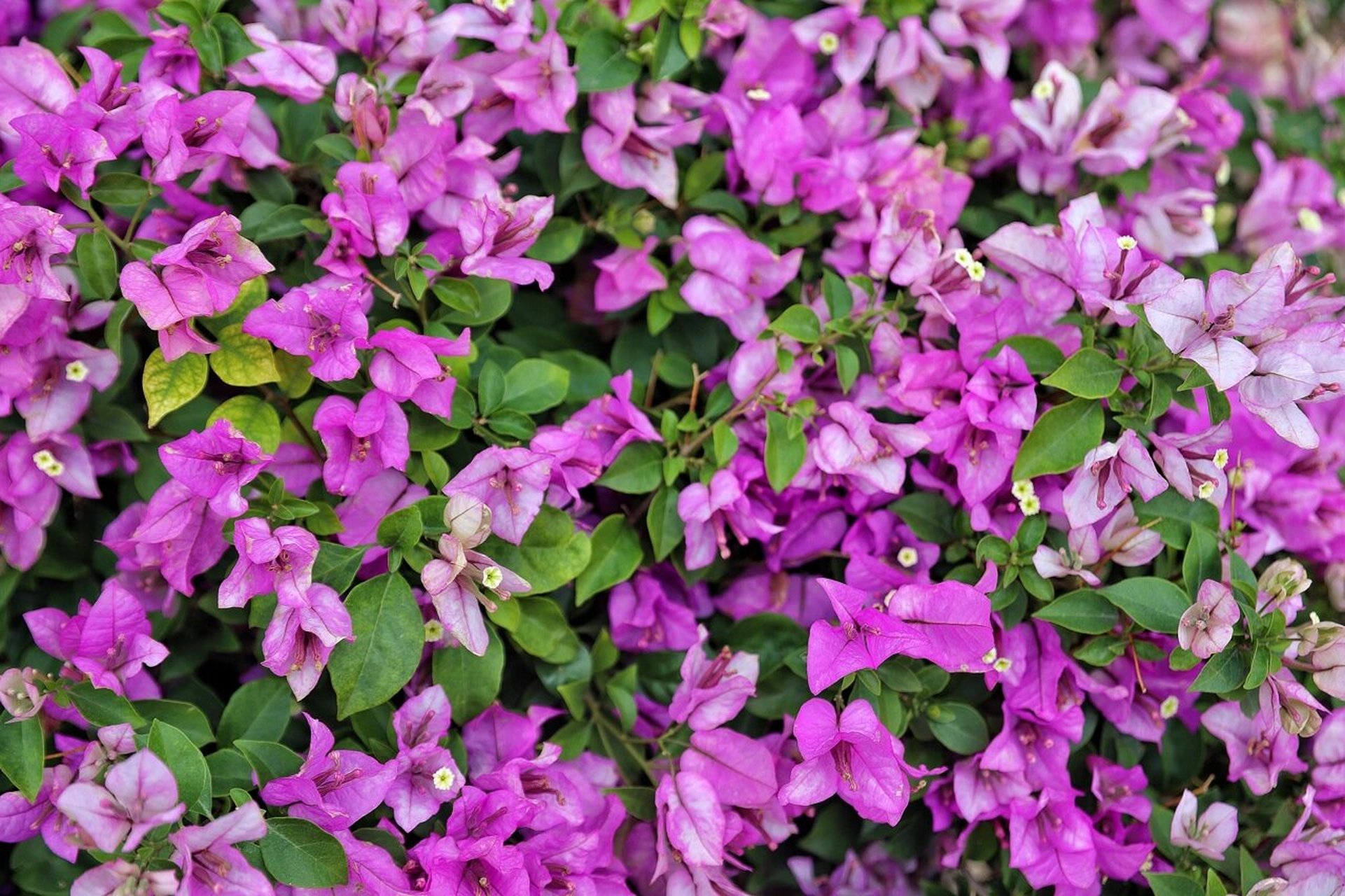 我在开挂区,我为三角梅代言——绿叶雪紫 绿叶雪紫三角梅的特点:绿叶