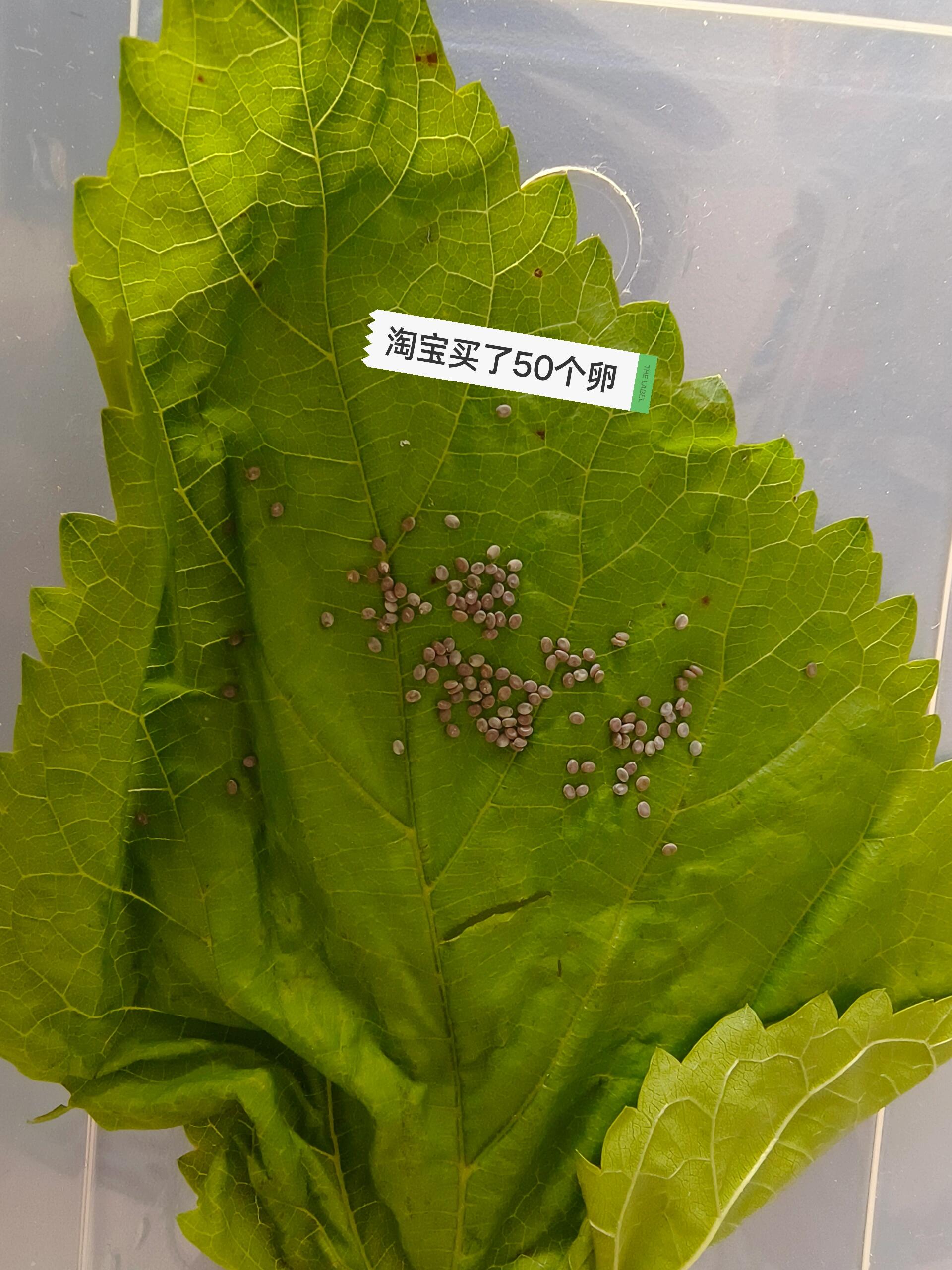 和孩子第一次养蚕