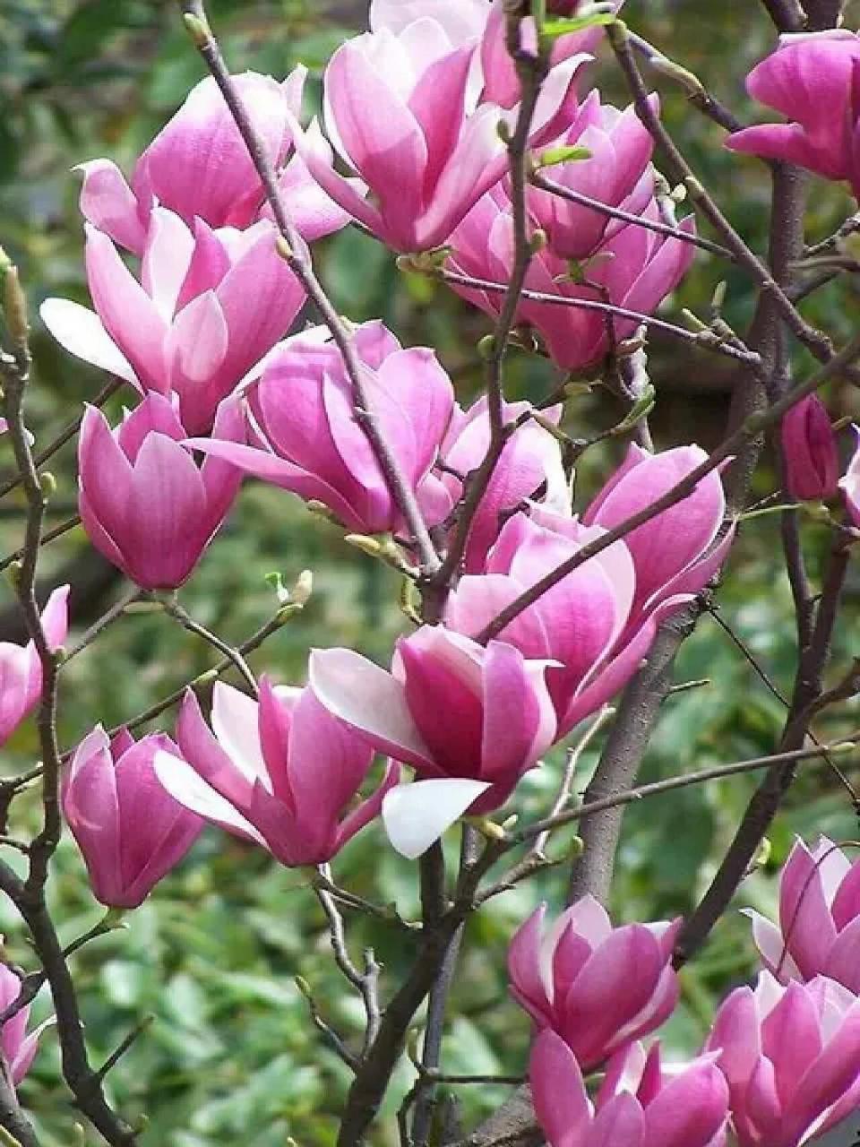 紫玉兰花      和我一起了解更多鲜花知识吧!