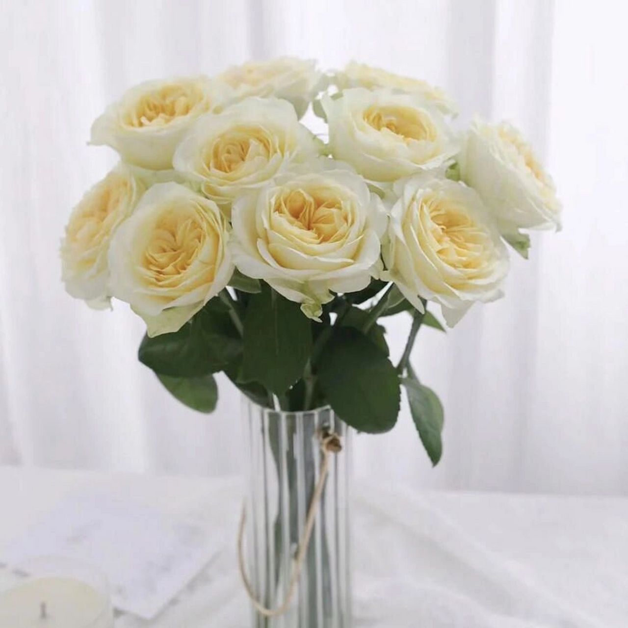 奶油杯玫瑰 奶油杯玫瑰又名暖玉奶油杯,高端玫瑰. 嫩黄色渐变的奥斯丁