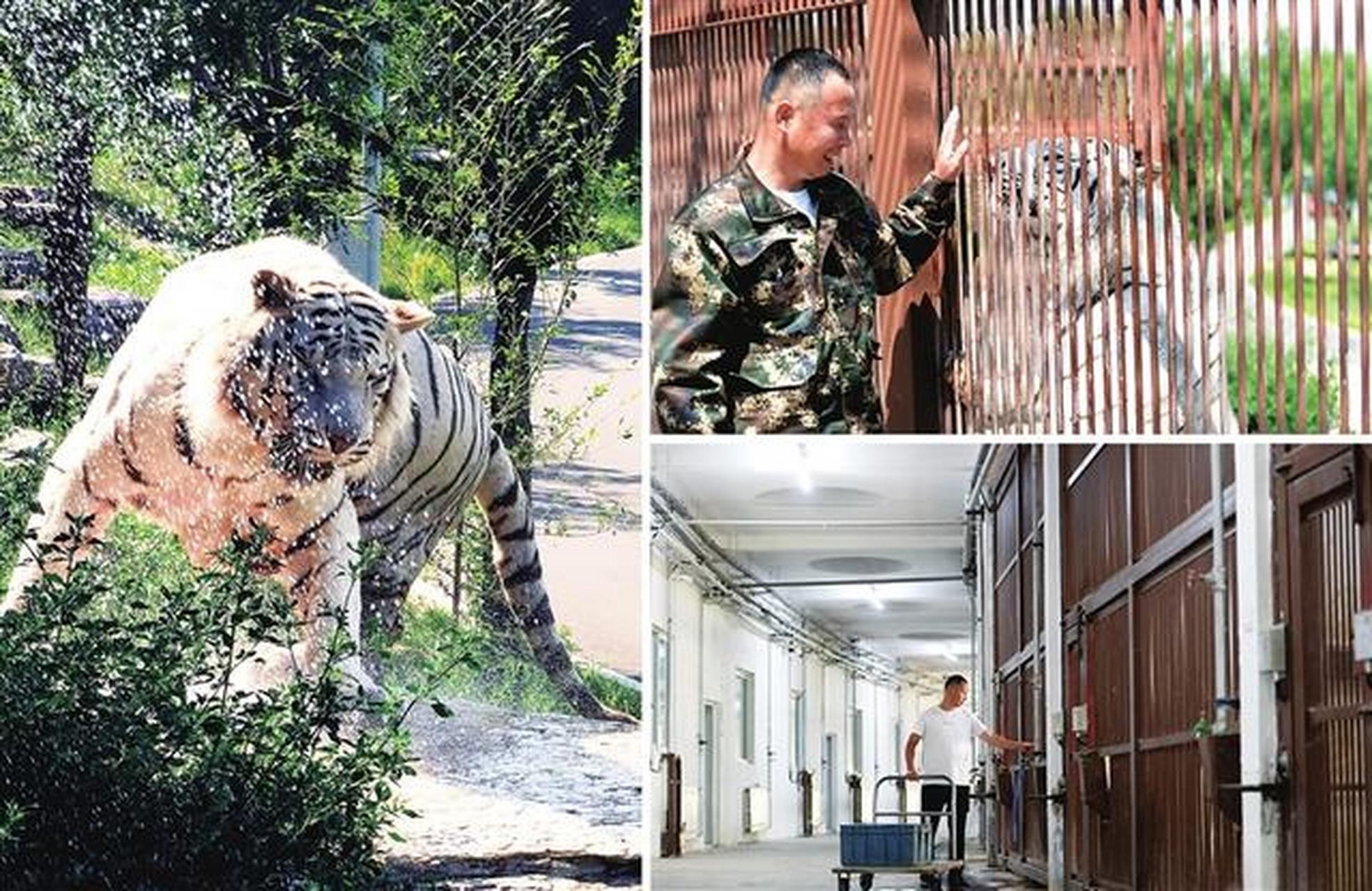 【老兵新傳】 太原動物園老虎飼養員劉勇強是一名退役軍人.