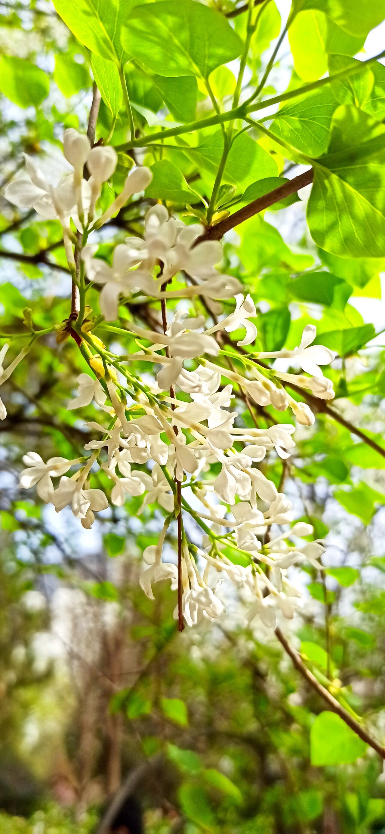 芭蕉不展丁香结,同向春风各自愁.