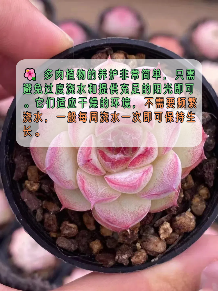 多肉的简介