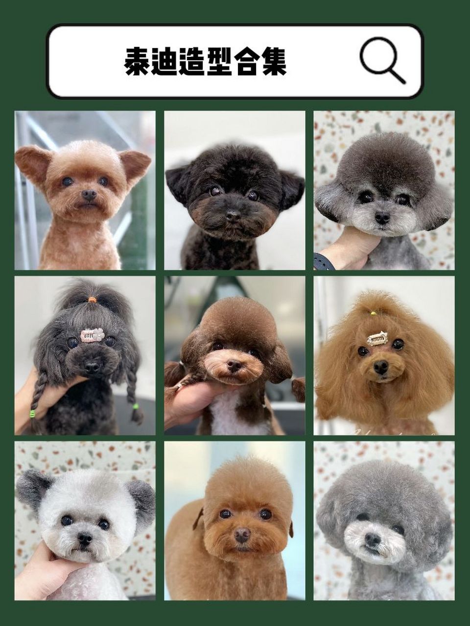 泰迪美容造型合集 小泰迪(贵宾犬)的造型合集来喽,快来pick你的心动