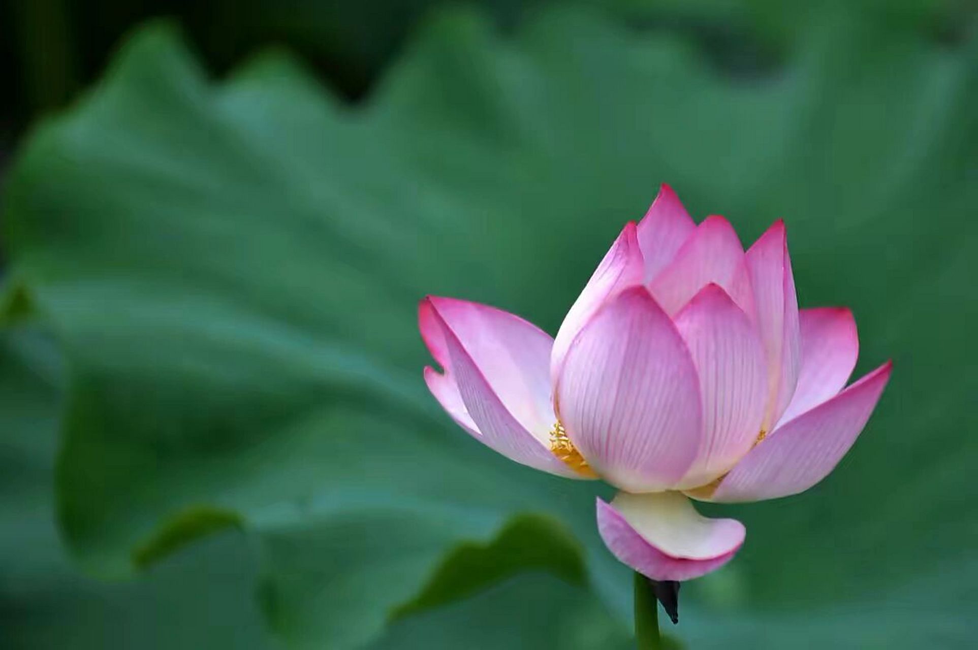 英文名称:lotus flower):属毛茛目,莲科,是莲属二种植物的通称.