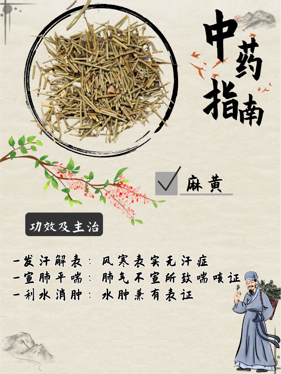 中药麻黄的功效与作用图片