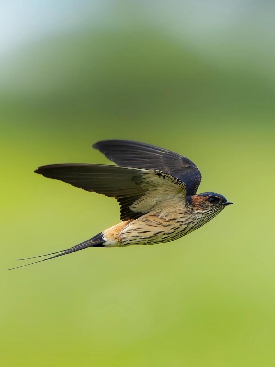 金腰燕大头照版 等鸟的时候别闲着,飞过的燕子都是极好的练手素材,很
