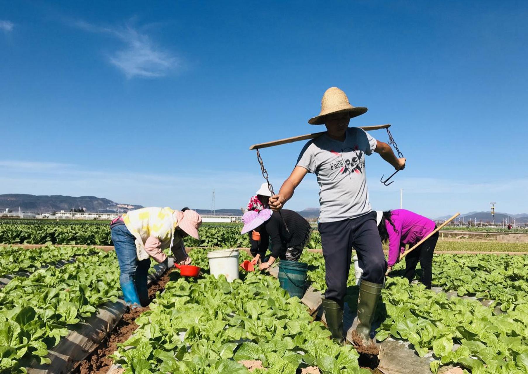 种地是农民谋生的主要途径 打工是打工人